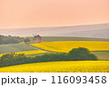 Old windmill in blooming Spring landscape with rolling hills. Yellow colza canola fields in sunset light. Kunkovice, Moravia, Czech 116093458