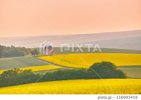 Old windmill in blooming Spring landscape with rolling hills. Yellow colza canola fields in sunset light. Kunkovice, Moravia, Czech Old windmill in blooming Spring landscape with rolling hills. Yellow colza canola fields in sunset light. Kunkovice, Moravia, Czech 116093458