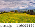 Flock of calves on blooming dandelion spring fields. Mountain ridge over blue sky in Poland. Beautiful warm day in spring Tatras. Mountains Landscape Panorama 116093459