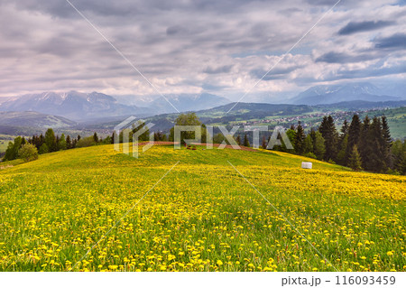Flock of calves on blooming dandelion spring fields. Mountain ridge over blue sky in Poland. Beautiful warm day in spring Tatras. Mountains Landscape Panorama 116093459