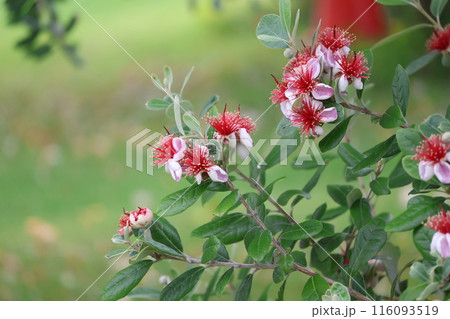 緑の葉のある枝先にフェイジョアという花が咲く花木の枝をアップで撮影した風景 116093519
