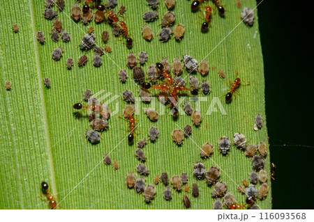 葉の上に集まるアブラムシの蜜を吸うアリンコ 葉の上に集まるアブラムシの蜜を吸うアリンコ 116093568