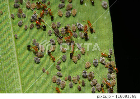 葉の上に集まるアブラムシの蜜を吸うアリンコ 葉の上に集まるアブラムシの蜜を吸うアリンコ 116093569