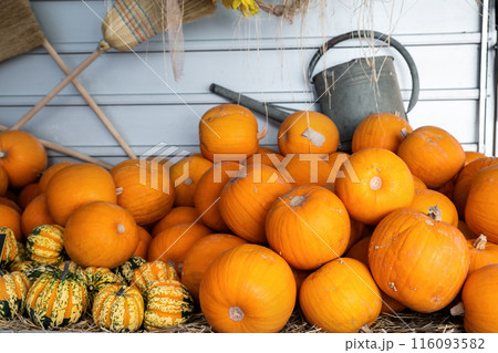 Pile of many ripe orange bright pumpkins on trailer cart against straw hay at pumpkin farm yard. Halloween thanksgiving celebration symbol plant. Country rustic squash autumn background 116093582