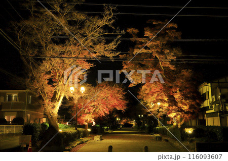 紅葉の大山参道 紅葉の大山参道 116093607
