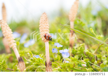 春の風景 116093711