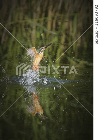 カワセミ カワセミ 116093792