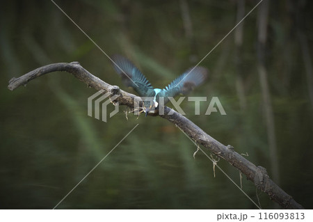 カワセミ カワセミ 116093813