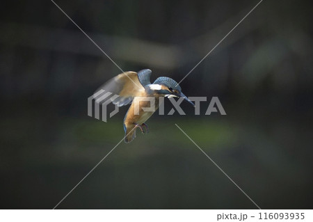 カワセミ 116093935