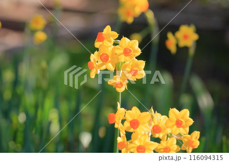 黄色の水仙 タリア 黄色の水仙 タリア 116094315