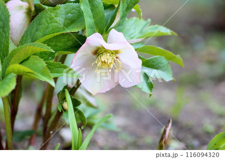 クリスマスローズの花 116094320