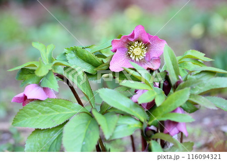 クリスマスローズの花 クリスマスローズの花 116094321
