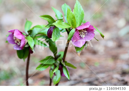 クリスマスローズの花 116094530