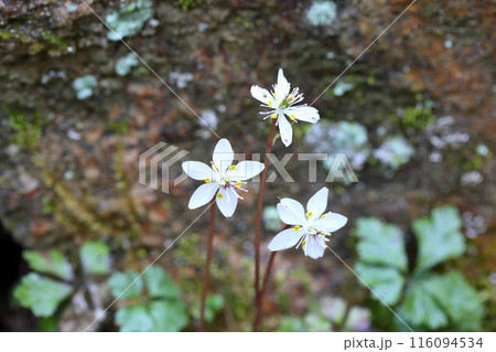 可愛い小花 バイカオウレンの花 可愛い小花 バイカオウレンの花 116094534