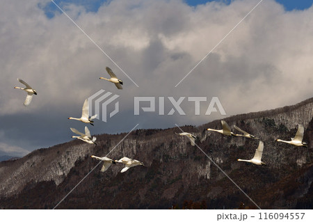 猪苗代の白鳥 116094557