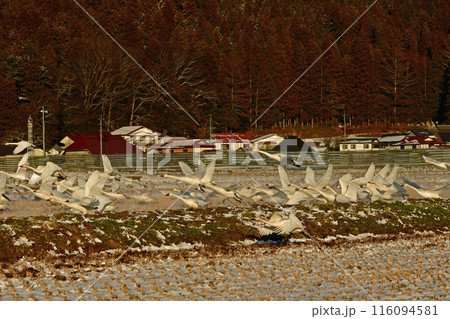 猪苗代の白鳥 猪苗代の白鳥 116094581