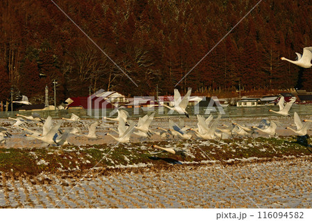 猪苗代の白鳥 116094582