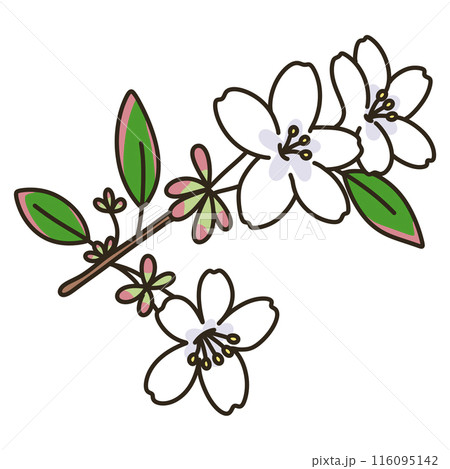 アベリア 116095142