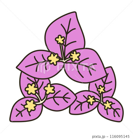 ブーゲンビリア ブーゲンビリア 116095145