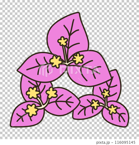 ブーゲンビリア ブーゲンビリア 116095145