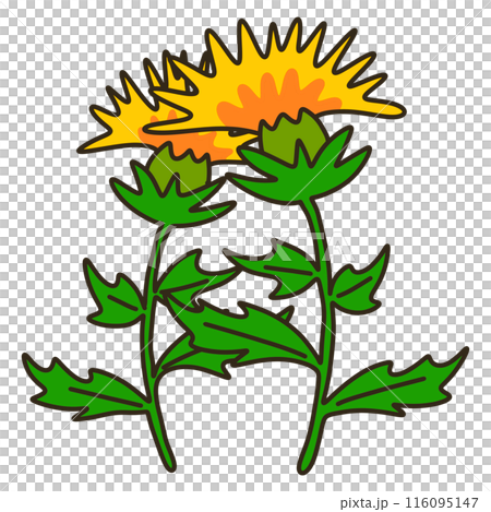 紅花 紅花 116095147