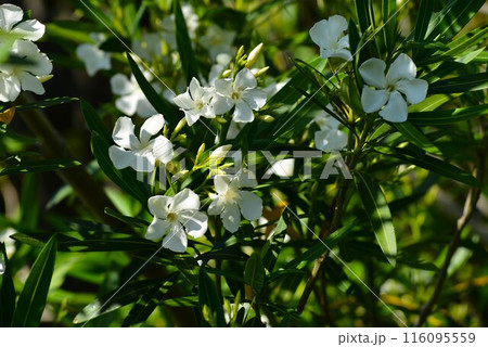 白い夾竹桃(キョウチクトウ) 白い夾竹桃(キョウチクトウ) 116095559