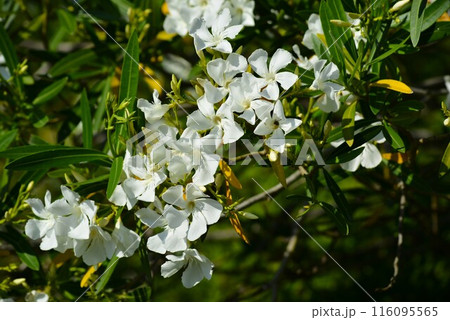 白い夾竹桃（キョウチクトウ） 116095565