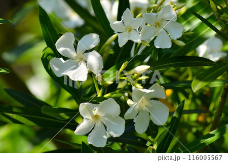 白い夾竹桃（キョウチクトウ） 116095567