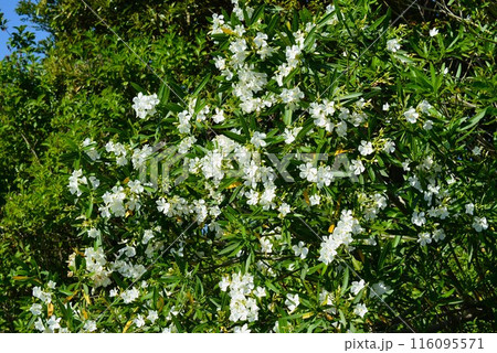 夾竹桃（キョウチクトウ）白 116095571