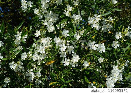 夾竹桃（キョウチクトウ）白 116095572