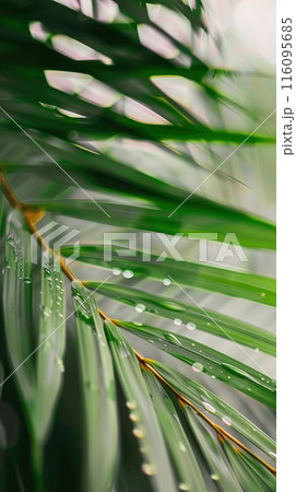 Witness with awe the splendor of palm leaves covered in dew, shining under the sunlight 116095685