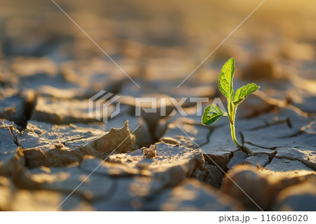 Green seedling growing on cracked soil with...のイラスト素材 [116096020] - PIXTA