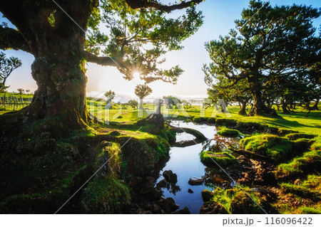 Fanal forest on Madeira island, Portugal 116096422