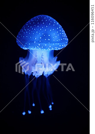 Tropical Jellyfish Phyllorhiza punctata white-spotted jellyfish underwater 116096451