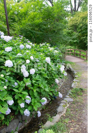 あじさい あじさい 116096529