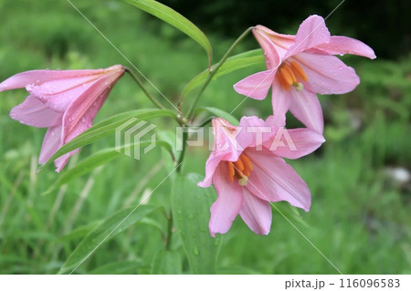 ひっそりと咲く華憐で美しいユリの花のクローズアップ 116096583
