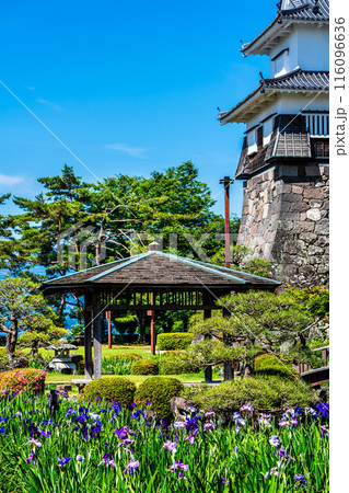 大村公園の花菖蒲【長崎県大村市】 大村公園の花菖蒲【長崎県大村市】 116096636