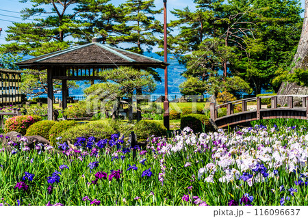 大村公園の花菖蒲【長崎県大村市】 116096637