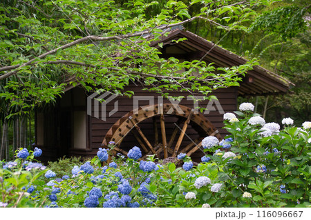 あじさいと水車 あじさいと水車 116096667