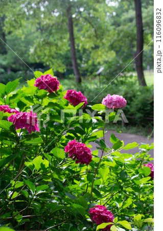 赤いあじさい 116096832