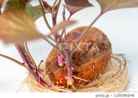 安納芋 発芽 種芋 安納芋 発芽 種芋 116096846