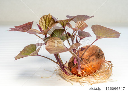 安納芋　発芽　種芋 116096847