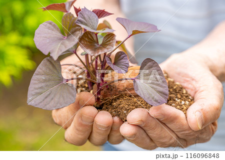 安納芋　発芽した種芋を差し出す　就農　マッチング　後継者 116096848