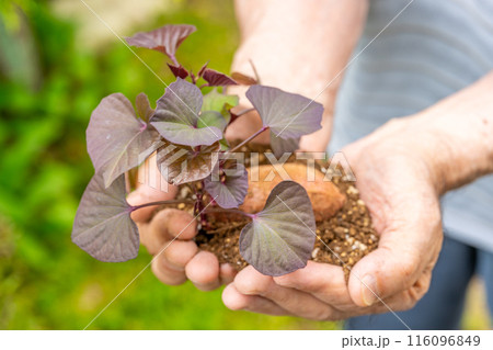 安納芋　発芽した種芋を差し出す　就農　マッチング　後継者 116096849