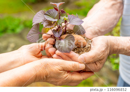 安納芋　発芽した種芋を差し出す　就農　マッチング　後継者 116096852