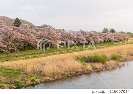 日本さくら名所100選 岩手 夕暮れの北上展勝地 日本さくら名所100選 岩手 夕暮れの北上展勝地 116097034