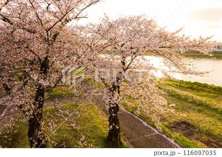 日本さくら名所100選 岩手 夕暮れの北上展勝地 日本さくら名所100選 岩手 夕暮れの北上展勝地 116097035