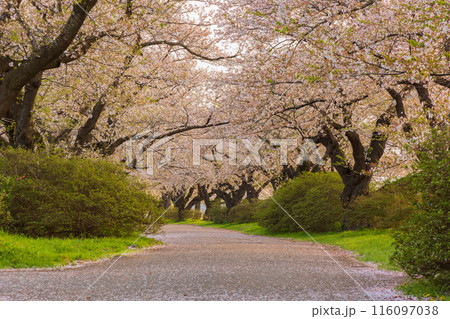 日本さくら名所100選　岩手　夕暮れの北上展勝地 116097038