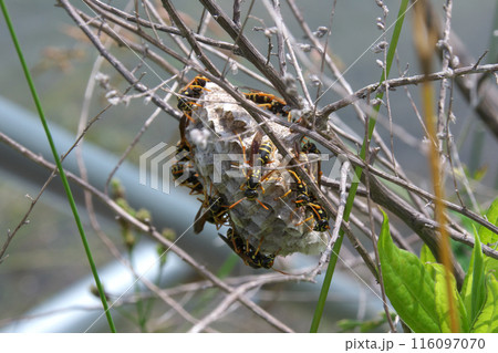 フタモンアシナガバチ フタモンアシナガバチ 116097070