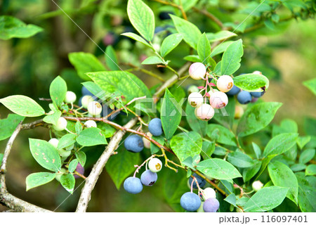 ブルーベリー 116097401